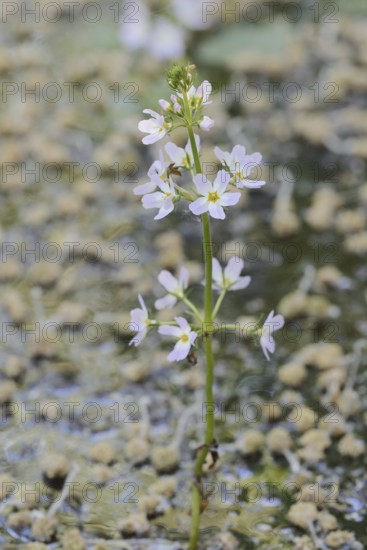 European water feather or water primrose (Hottonia palustris), inflorescence, North Rhine-Westphalia, Germany