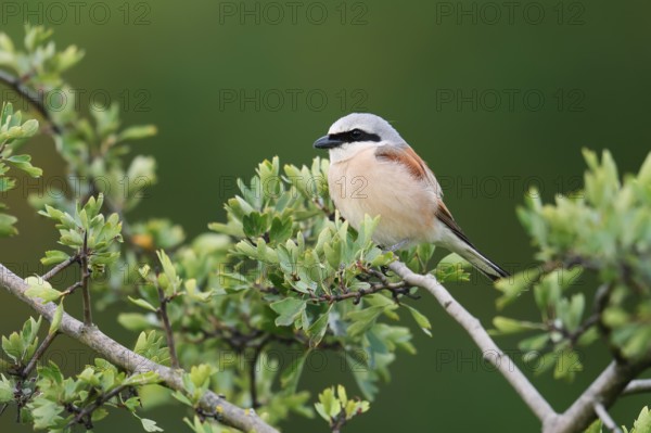 Red-backed shrike (Lanius collurio), male, North Rhine-Westphalia, Germany