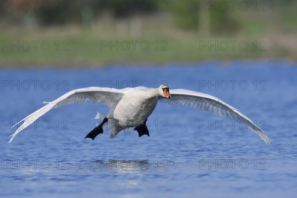 Mute swan (Cygnus olor) flying over a lake, North Rhine-Westphalia, Germany