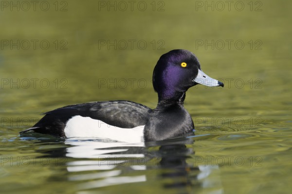 Tufted Duck (Aythya fuligula), swimming drake, North Rhine-Westphalia, Germany
