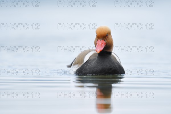 Red-crested pochard (Netta rufina), swimming drake, Lake Constance, Baden-Württemberg, Germany