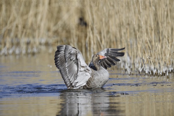 Greylag goose (Anser anser), flapping wings, North Rhine-Westphalia, Germany