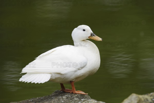 Domestic duck (Anas platyrhynchos f. domestica), North Rhine-Westphalia, Germany