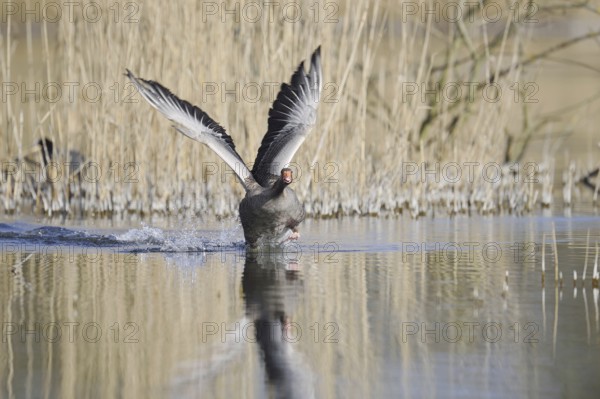 Greylag goose (Anser anser) flying up, North Rhine-Westphalia, Germany