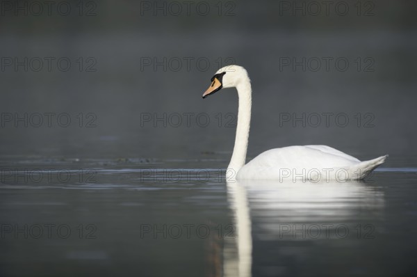 Mute swan (Cygnus olor), North Rhine-Westphalia, Germany