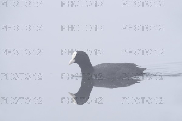 Eurasian Coot (Fulica atra) swimming in the morning mist, North Rhine-Westphalia, Germany