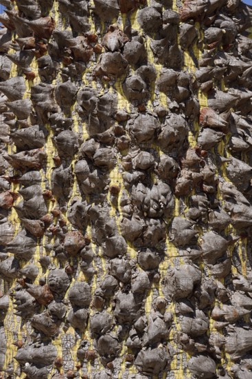 Floret silk tree (Ceiba speciosa), trunk with pointed spines, Algarve Portugal
