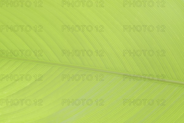 Ornamental banana or Abyssinian banana (Ensete ventricosum), leaf detail, ornamental plant, North Rhine-Westphalia, Germany