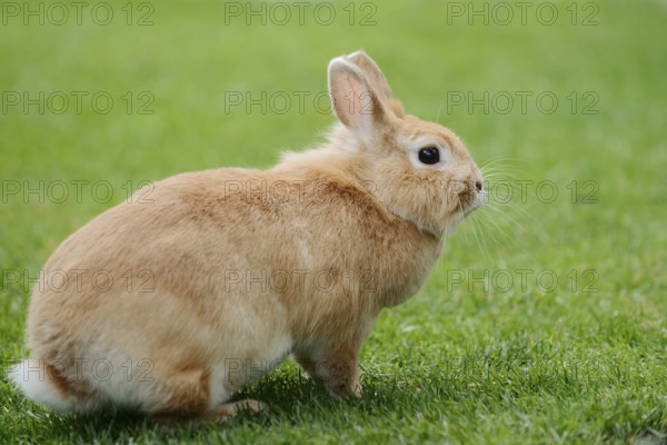 Dwarf rabbit (Oryctolagus cuniculus forma domestica) in a meadow, North Rhine-Westphalia, Germany