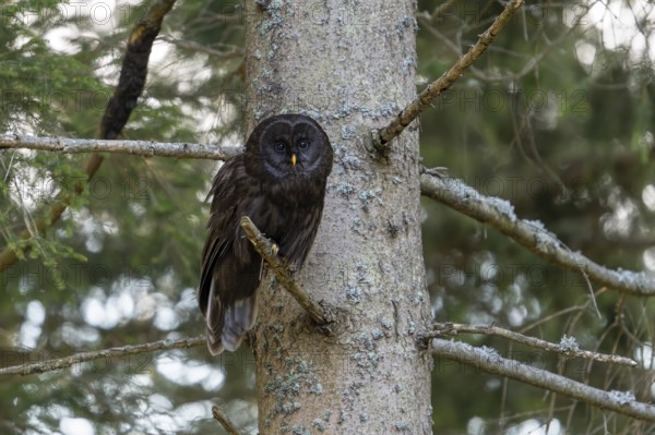 Ural owl (Strix uralensis), melanistic, owl, on branch, Koroska, Slovenia