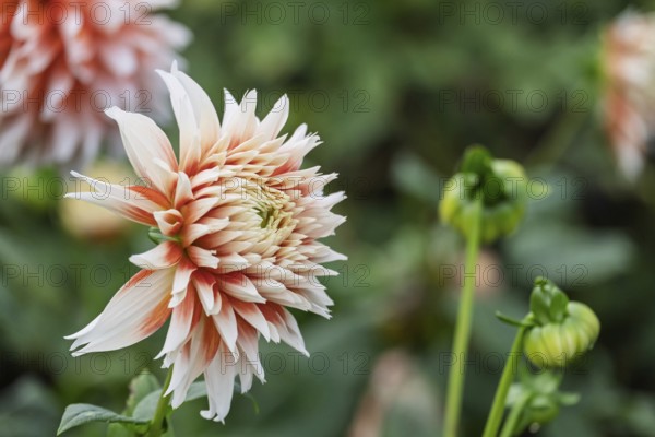 Dahlia (Dahlia), Münsterland, North Rhine-Westphalia, Germany