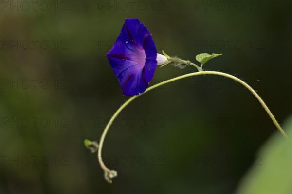 Funnel bindweed (Ipomoea purpurea) flower, Sieversen, Rosengarten, Lower Saxony, Germany