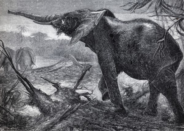 African elephant (Loxodonta africana), historical book illustration, lithograph