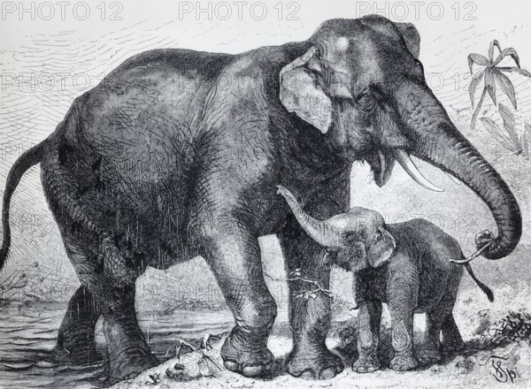 Indian elephant (Elephas indicus), historical book illustration, lithograph