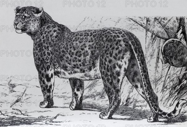 Leopard (Panthera pardua), historical book illustration, wood engraving