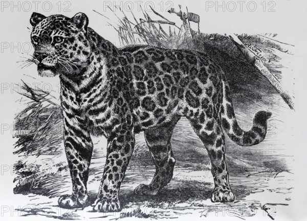 Jaguar (Panthera onca), historical book illustration, wood engraving