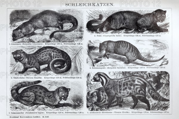 Illustrated plate of Viverridae, predators, historical book illustration, wood engraving