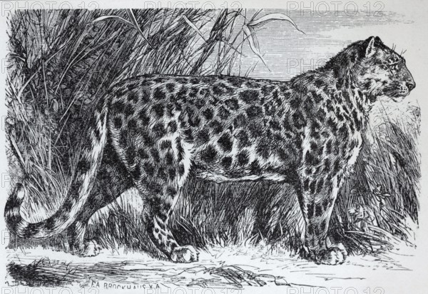 Snow leopard, Irbis, ounce (Panthera uncia), historical book illustration, wood engraving, Brockhaus Konversations-Lexikon vbon 1908