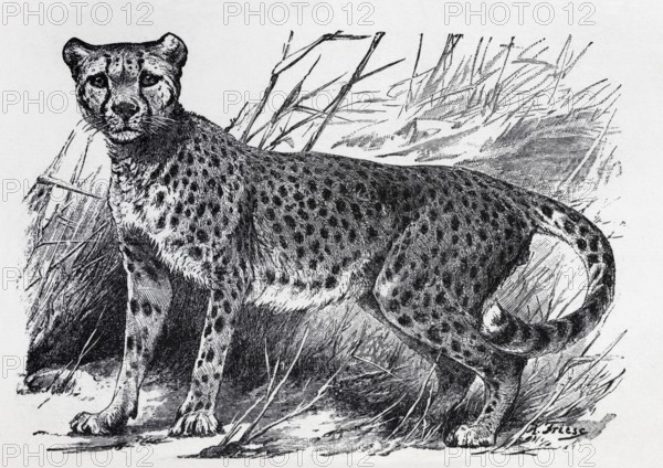 Cheetah (Felis jubata), historical book illustration, wood engraving