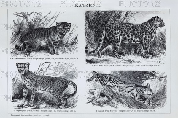 Picture plate cat species, wild cat (Felis silvestris), jaguar (Panthera onca), serval (Leptailurus serval), cheetah (Felis jubata), historical book illustration, wood engraving