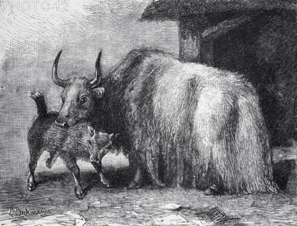 Yak (Bos mutus), historical book illustration