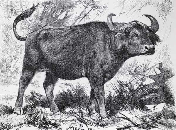 Cape buffalo (Syncerus caffer), historical book illustration, Brockhaus, Konversations-Lexikon from 1908