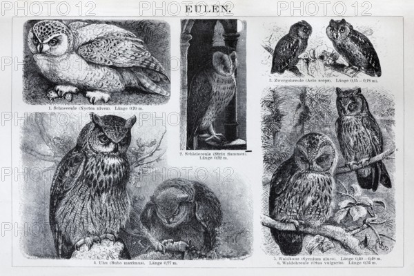 Picture plate owls (Strigiformes), snowy owl, barn owl, eagle owl, tawny owl, historical book illustration, wood engraving