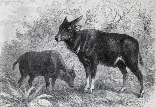 Lowland anoa (Bubalus depressiocornis), Indonesian cattle species, historical book illustration