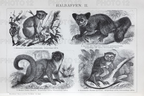 Half-monkeys, bear lemur (Arctocebus calabarensis), aye-aye (Chiromys madagascariensis), mongoose (Lemur mongoz), tarsier (Tarsius spectrum), historical book illustration, Brockhaus Konversations-Lexikon from 1908