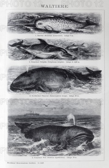 Plate Cetaceans, narwhal (Monodon monoceros), dolphin (Delphinus delphis), fin whale (Balaenoptera physalus), bowhead whale (Balena mysticetus), historical book illustration, wood engraving
