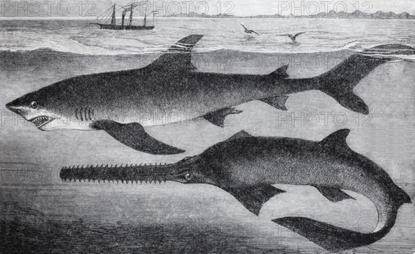 Blue shark (Carcharias glaucus) and sawfish (Pristis antiquorum), historical book illustration, wood engraving, Brockhaus encyclopedia from 1908