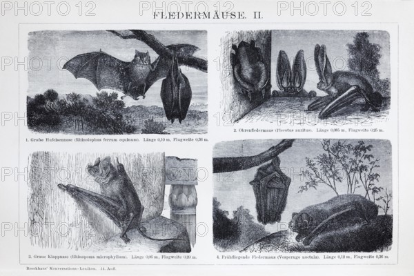 Plate Bats (Microchiroptera), historical book illustration, wood engraving, Brockhaus Konversationsl-Lexikon from 1908