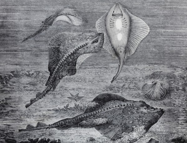 Thornback ray (Raja clavata), steel engraving, Germany