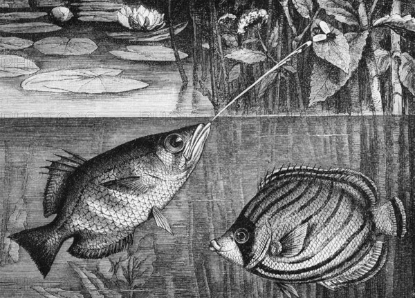 Archerfish or splashfish (Toxotes jaculator) and Meyer's butterflyfish (Chaetodon meyeri), historical book illustration, wood engraving