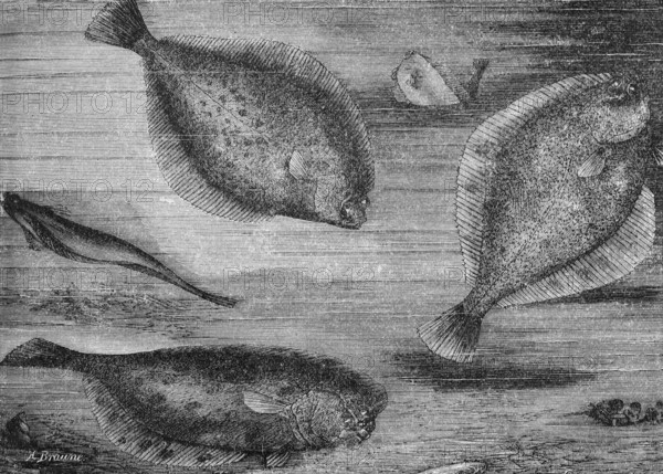 Plaice or turbot (Pleuronectes platessa), historical book illustration, wood engraving
