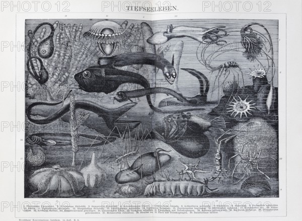 Plate of fantastic deep-sea creatures, historical book illustration, wood engraving