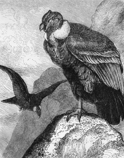 Andean condor (Vultur gryphus), historical book illustration