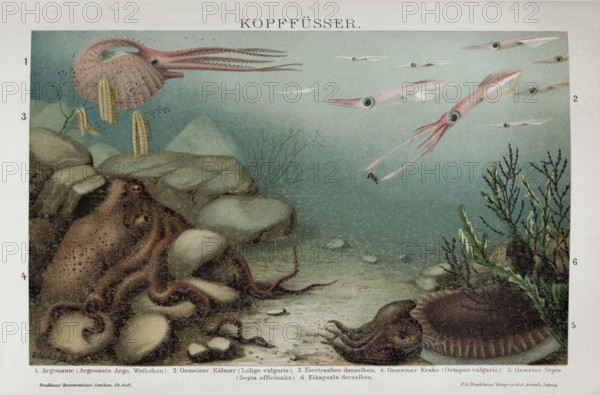 Colour plate cephalopods (Cephalopoda), argonauta, squid, octopus, historical book illustration, colour lithograph