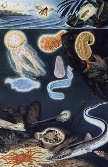 Plate of luminous marine animals, luminous fish and jellyfish with biofluorescence, historical book illustration, colour lithograph
