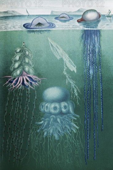 Image plate Swimming polyps (siphonophores), Stephalia corona, Hula Skirt Siphonophore pelagica, Hula Skirt Siphonophore hydrostatica, historical book illustration, colour lithograph