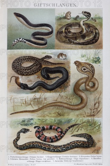 Plate of venomous snakes, spectacled snake (Naja naja), rattlesnake (Crotalus), black viper (Vipera berus), historical book illustration, colour lithograph
