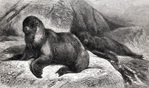 South American sea lion (Otaria jubata), historical illustration