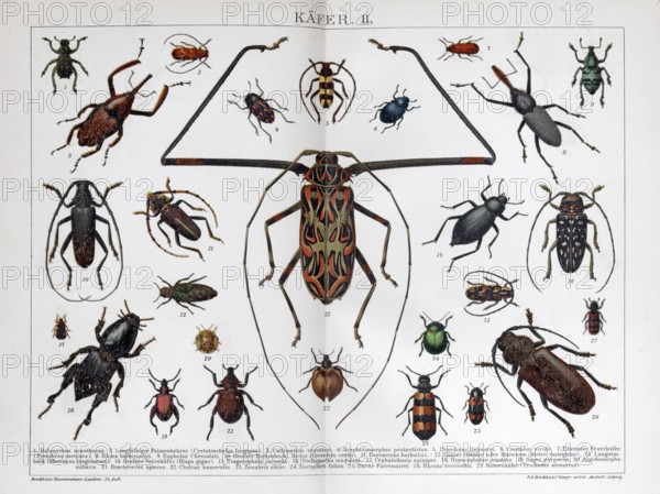 Double page beetle species, longhorn beetle (Acrocinus longimanus), historical book illustration, colour lithograph