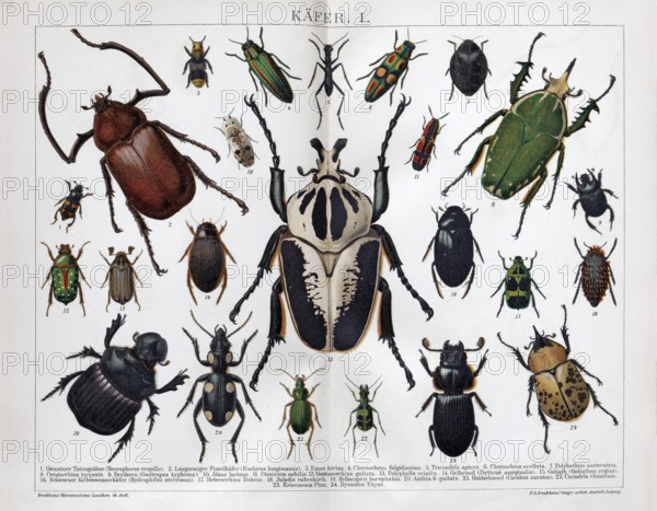 Double page with beetle species, Goliath beetle (Goliathus), historical book illustration, colour lithograph