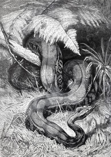 Abgott snake (boa constrictor), historical book illustration, wood engraving