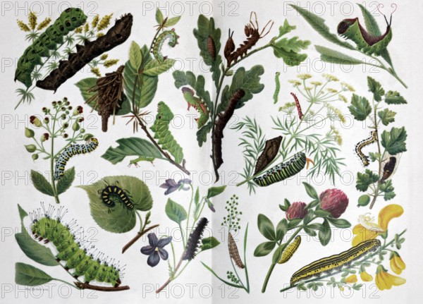 Plate Caterpillars, different species, historical book illustration, colour lithograph