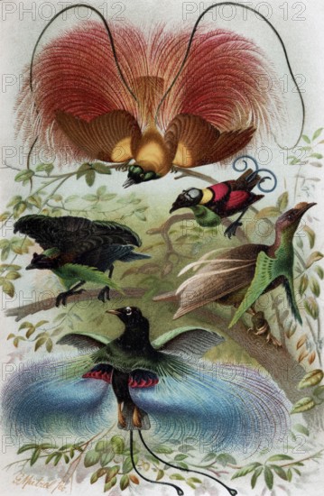 Plate Birds of Paradise, Paradisea rubra, Lophorina superba, Schlegelia Wilsoni, Semioptera Wallacei, Paradisea Rudolphi, historical book illustration, colour lithograph