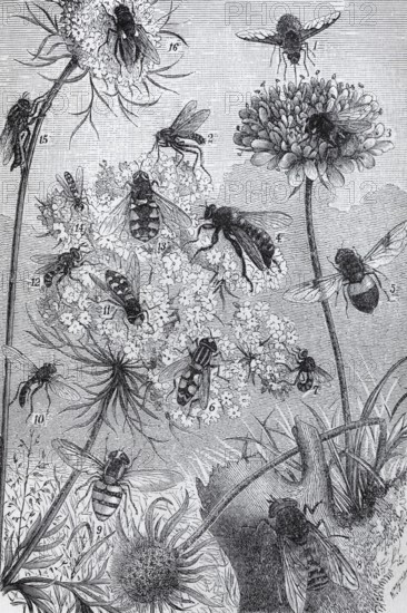 Types of flies, historical book illustration, wood engraving