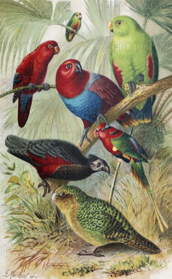 Plate parrots, Dasyptilus Pesquetii, noble parrot (Electus polychloros), red lorikeet (Eos bornea), historical book illustration, colour lithograph
