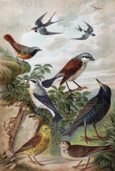 Plate of Central European songbirds, swallow, redstart, yellowhammer, lark, starling, historical book illustration, colour lithograph